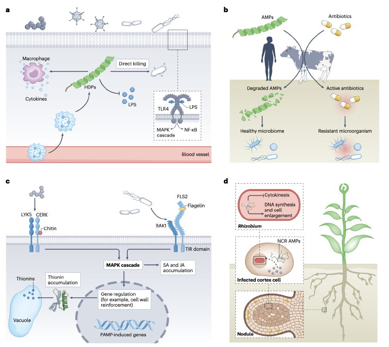 Featured image of post 抗菌肽（AMP）的结构，功能和应用；相关数据库及预测方法