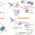 Anti-CRISPR 相关内容学习