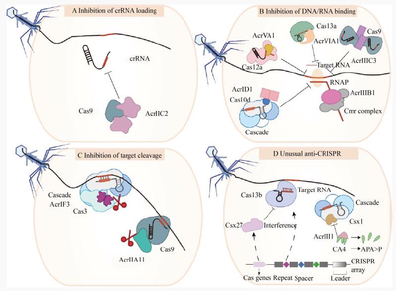 Featured image of post Anti-CRISPR 相关内容学习