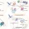 Anti-CRISPR 相关内容学习