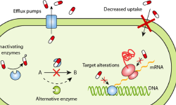 Featured image of post Antibiotics resistance gene 抗生素抗性基因（ARG）