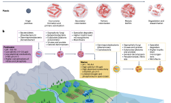 Featured image of post Nature综述| 水体“塑料际”：生态学、病原体传播和抗菌素耐药性