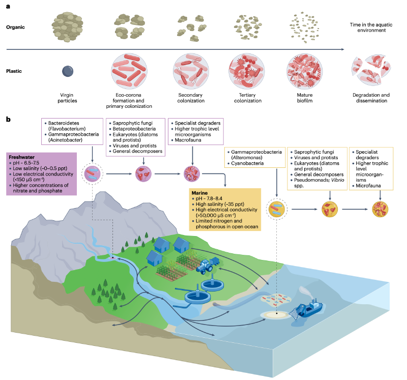 Featured image of post Nature综述| 水体“塑料际”：生态学、病原体传播和抗菌素耐药性