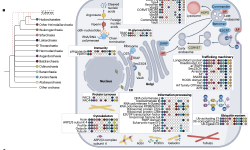 Featured image of post 阿斯加德古菌的多样性、生态、细胞生物学与演化|Nat Rev Microbiol
