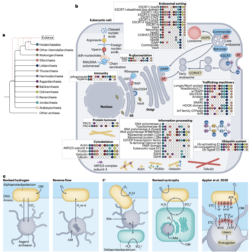 Featured image of post 阿斯加德古菌的多样性、生态、细胞生物学与演化|Nat Rev Microbiol