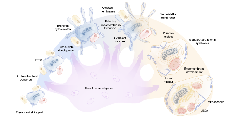 Featured image of post 真核生物起源中阿斯加德古菌的主导贡献|Nature