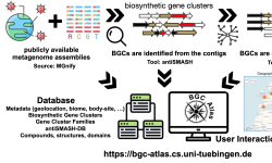 Featured image of post BGC Atlas助力宏基因组中生物合成基因簇的发现与分析