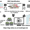 BGC Atlas助力宏基因组中生物合成基因簇的发现与分析