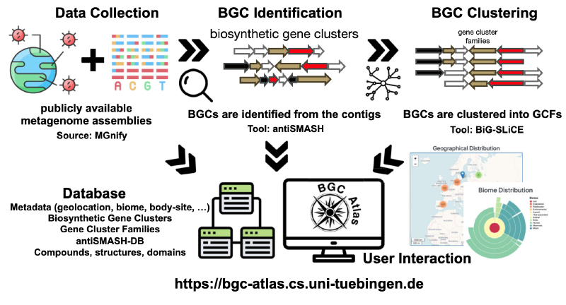 Featured image of post BGC Atlas助力宏基因组中生物合成基因簇的发现与分析
