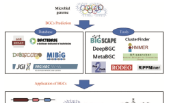 Featured image of post 微生物组的生物合成基因簇（BGCs）分析