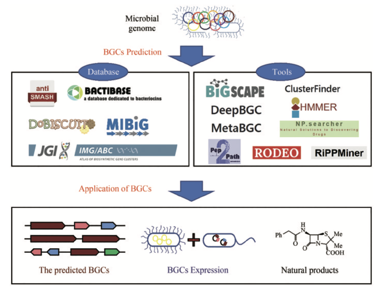 Featured image of post 微生物组的生物合成基因簇（BGCs）分析