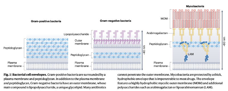 Featured image of post 细菌细胞膜靶向抗生素：对抗多重耐药菌的新策略