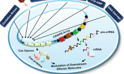 Featured image of post CRISPR 相关内容学习