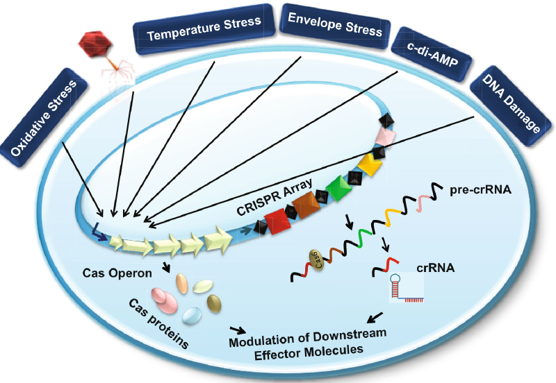 Featured image of post CRISPR 相关内容学习