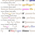使用CRISPRCasTyper注释和分类CRISPR-Cas基因