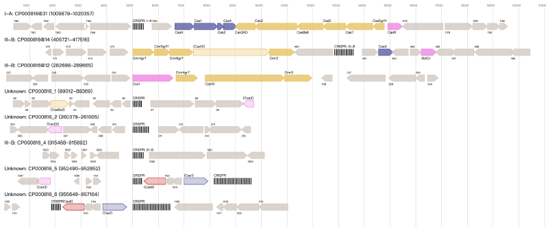Featured image of post 使用CRISPRCasTyper注释和分类CRISPR-Cas基因