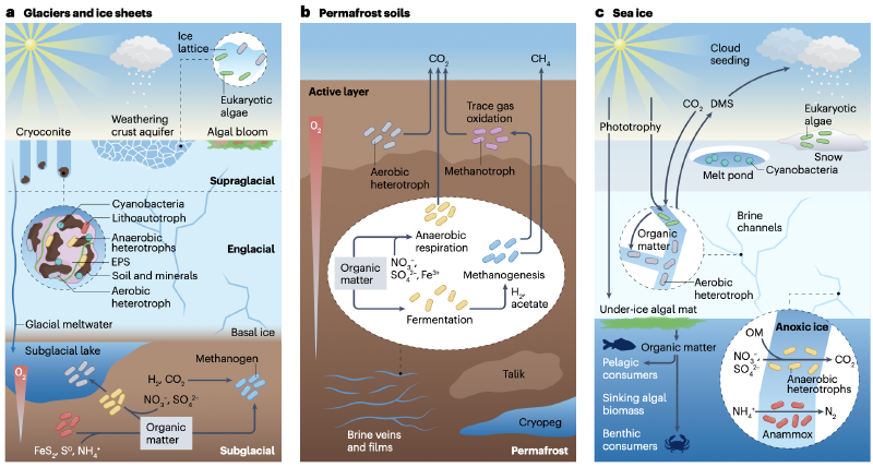 Featured image of post 冰冻圈微生物生态系统中气候变化的当前与预期效应
