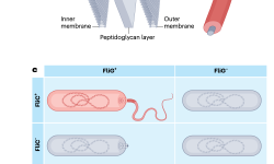 Featured image of post Nature综述｜细菌基因组进化中的上位性与共适应