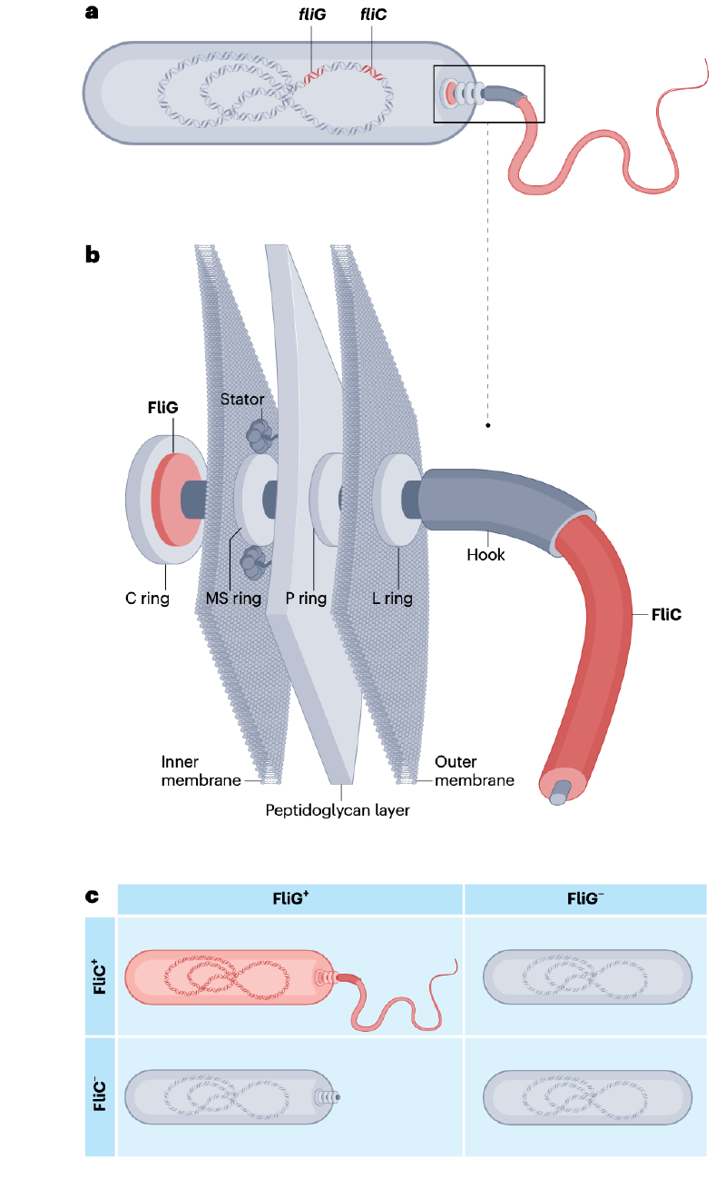 Featured image of post Nature综述｜细菌基因组进化中的上位性与共适应