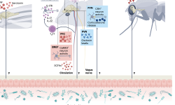 Featured image of post 肠道微生物组塑造跨动物物种的社会行为