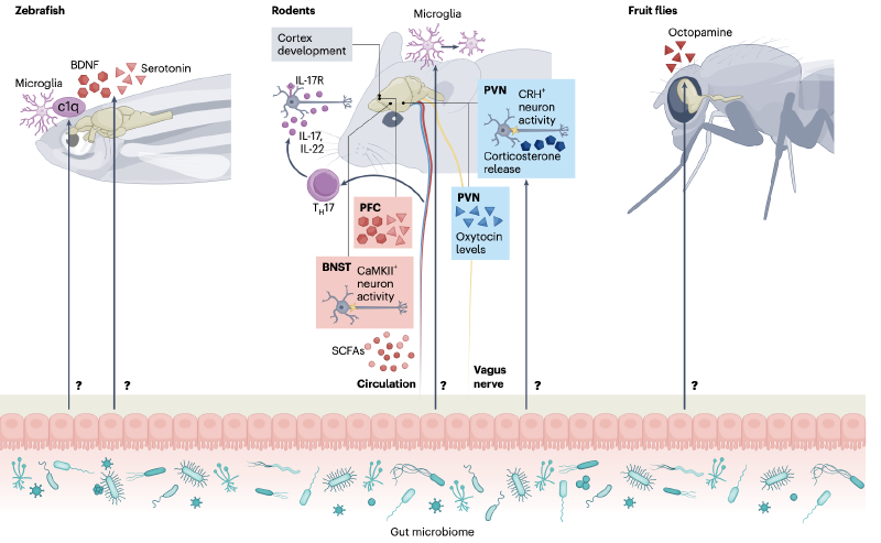 Featured image of post 肠道微生物组塑造跨动物物种的社会行为