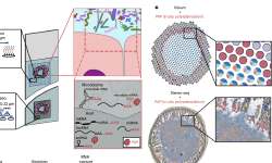 Featured image of post 高分辨率空间转录组学解析宿主-肠道微生物组的生物地理分布｜Nature Microbiology
