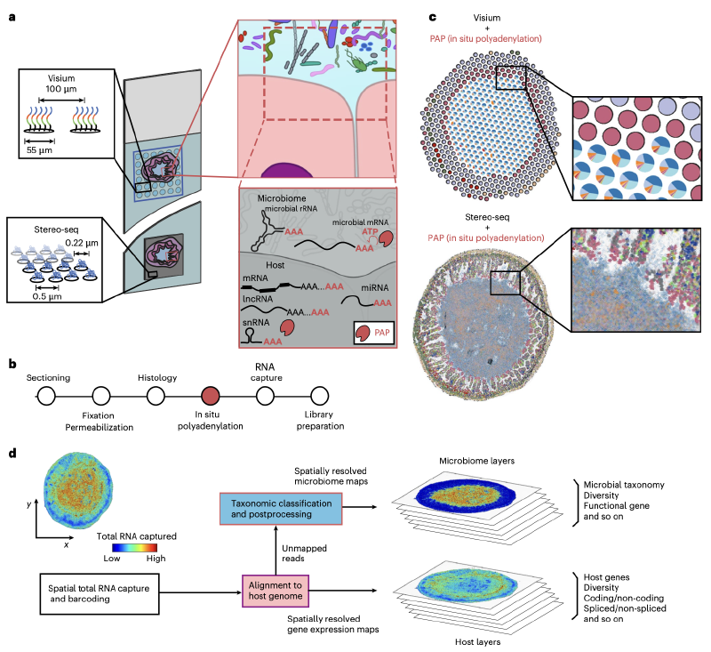 Featured image of post 高分辨率空间转录组学解析宿主-肠道微生物组的生物地理分布｜Nature Microbiology
