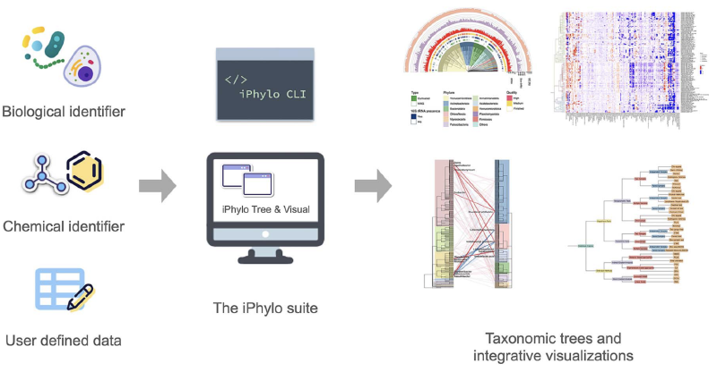 Featured image of post iPhylo 生成并绘制优美的分类树（物种+化学）