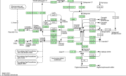 Featured image of post KEGG 数据库及API (2)