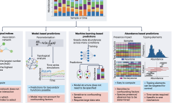 Featured image of post Keystone概念再审视：微生物群落动态与调控的新见解