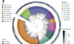 Featured image of post 代谢灵活性微生物快速建立冰川前缘生态系统｜NC