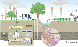 Featured image of post Nature综述|微生物驱动的地球磷循环