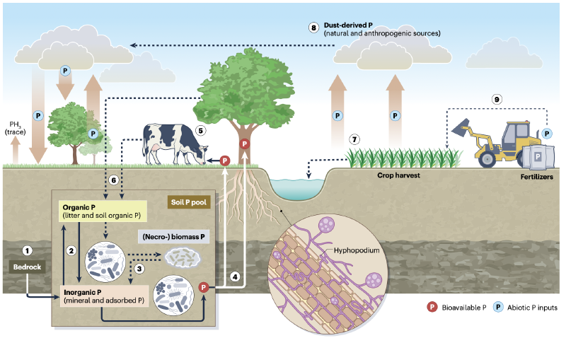 Featured image of post Nature综述|微生物驱动的地球磷循环