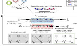 Featured image of post NBT| myloasm利用多态性K-mer破解复杂宏基因组的高分辨组装难题