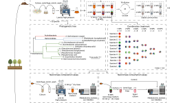 Featured image of post 细菌残体循环通过资源分配促进细菌群落多样性维持｜NEE