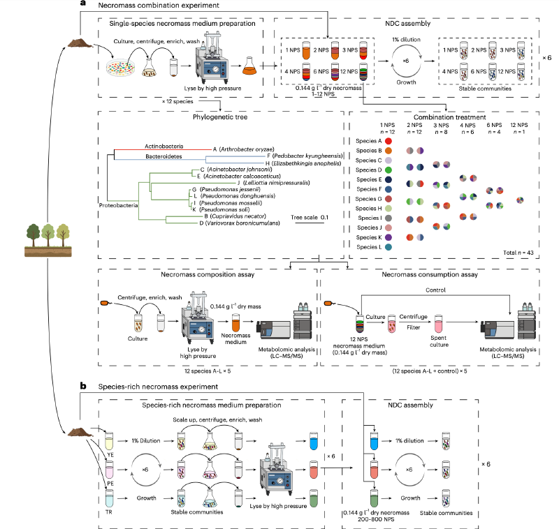 Featured image of post 细菌残体循环通过资源分配促进细菌群落多样性维持｜NEE