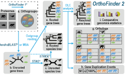 Featured image of post 使用Orthofinder进行系统发育直系同源推断