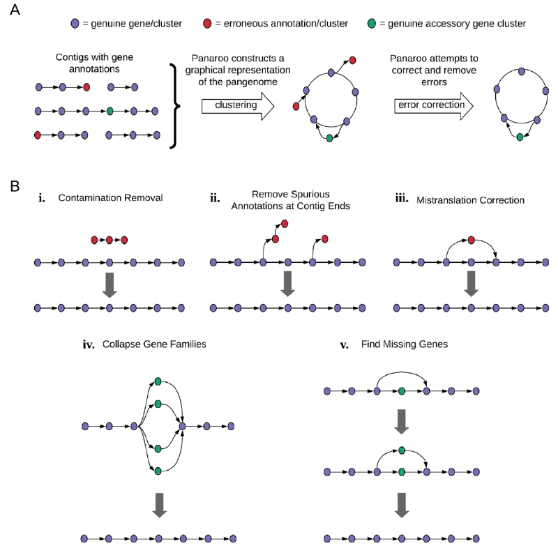Featured image of post Panaroo：微生物泛基因组分析工具