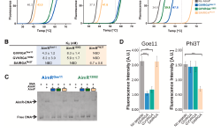 Featured image of post Cell | 噬菌体如何通过“社交网络”重塑微生物生态系统