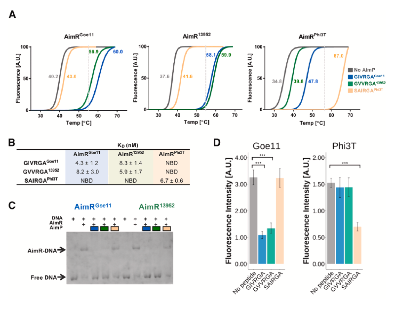 Featured image of post Cell | 噬菌体如何通过“社交网络”重塑微生物生态系统