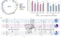 Featured image of post Nature Microbiology|质粒驱动的抗菌素耐药性进化：插入序列介导的基因失活新机制