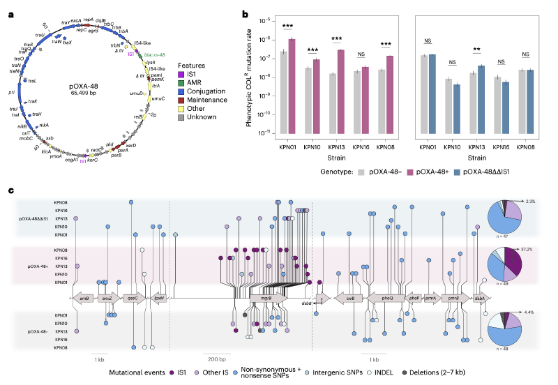 Featured image of post Nature Microbiology|质粒驱动的抗菌素耐药性进化：插入序列介导的基因失活新机制