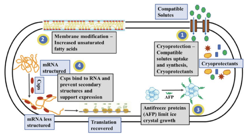 Featured image of post 微生物的低温适应/抗寒机制研究