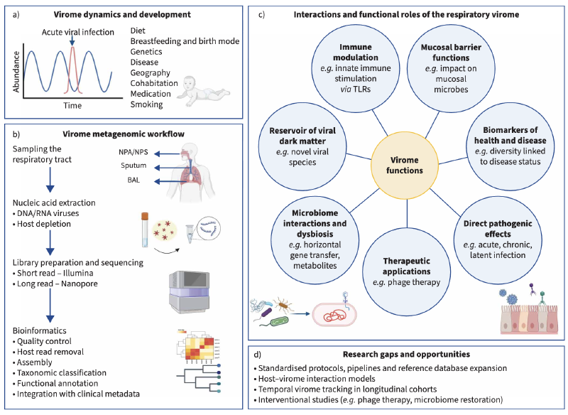 Featured image of post 呼吸道病毒组：揭示病毒暗物质在呼吸健康与疾病中的作用