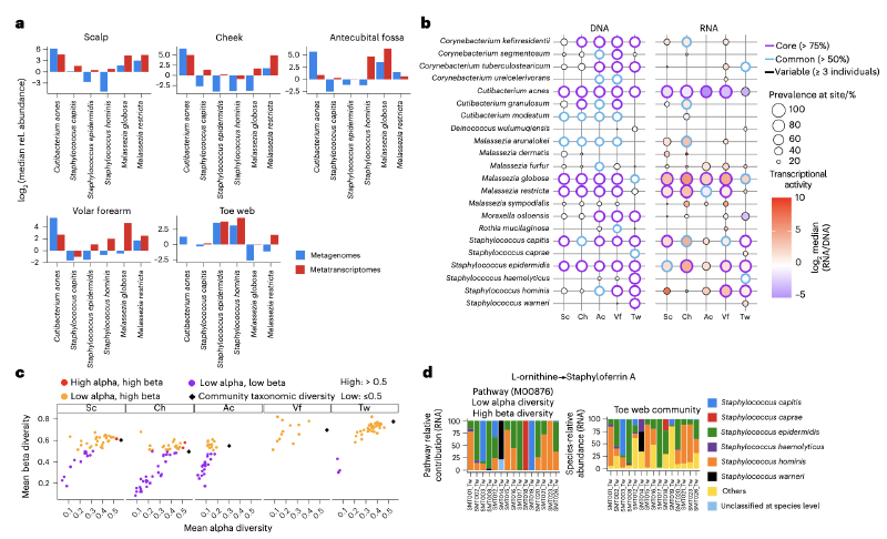 Featured image of post 宏转录组学揭示人体皮肤微生物活性图景（宏转录组分析参考）