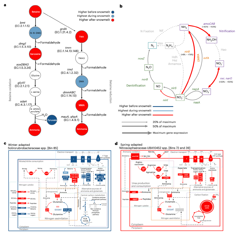 Featured image of post 多组学揭示融雪期土壤微生物水华相关的氮动态