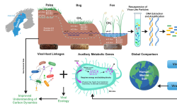 Featured image of post 多年冻土融化梯度下DNA病毒种群生态学及生物地球化学意义｜NC