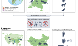 Featured image of post 病毒出现与全球大流行预防：同一健康框架下的视角