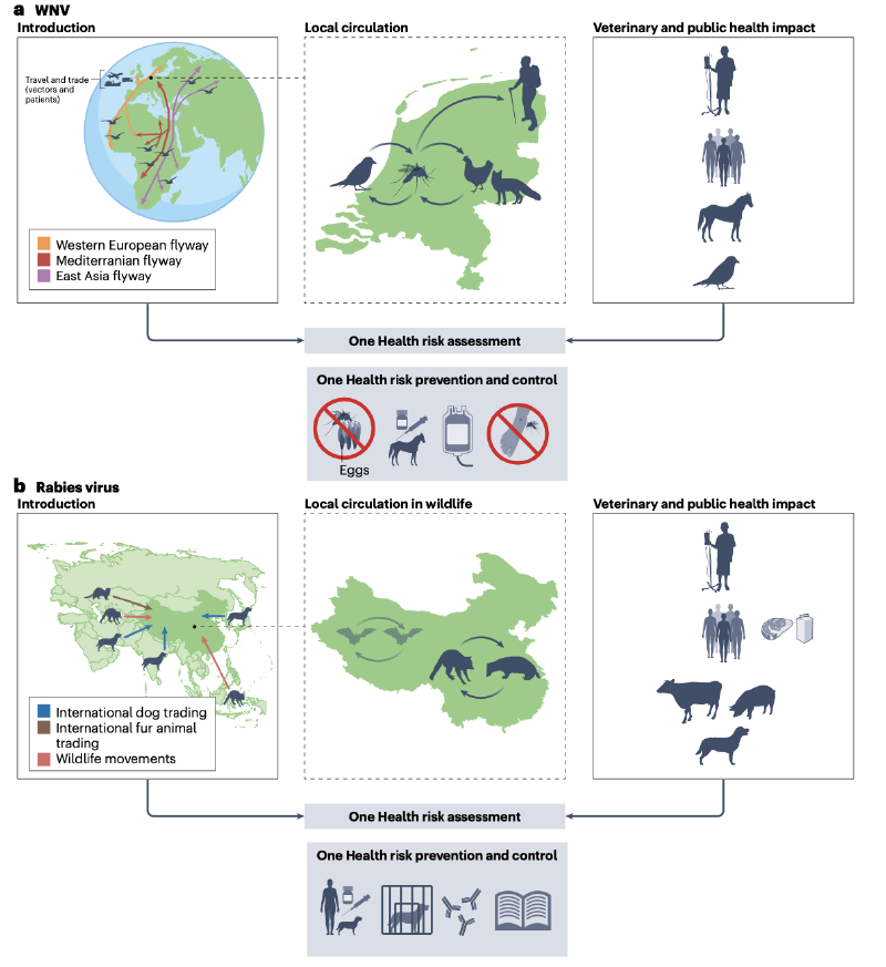 Featured image of post 病毒出现与全球大流行预防：同一健康框架下的视角